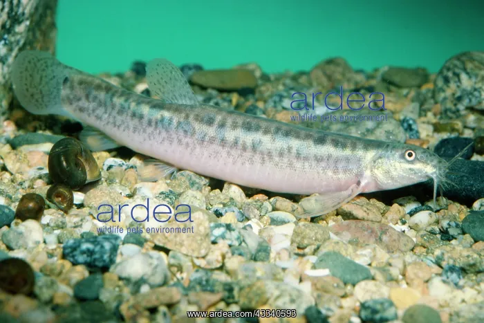  : POND LOACH