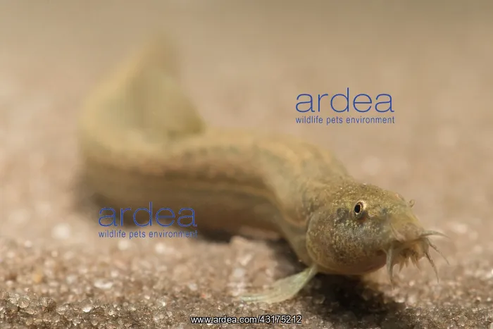 : Pond Loach (Misgurnus anguillicaudatus) laying on the ground : Pond Loach (Misgurnus anguillicaudatus) laying on the ground