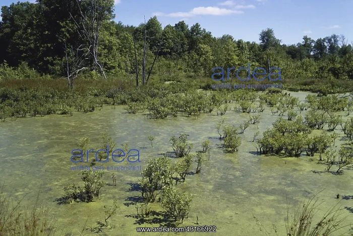 : Pond in New Jersey : Pond in New Jersey
