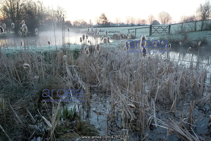 : Pond full of reedmace / bulrush on a frosty morning : Pond full of reedmace / bulrush on a frosty morning