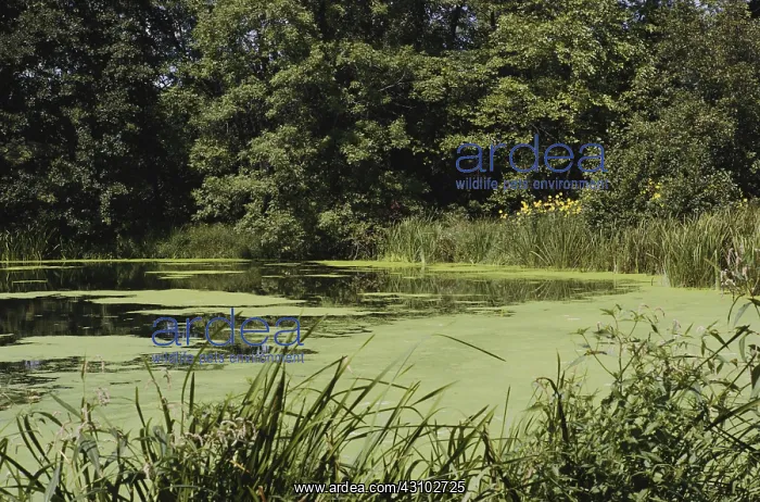 : Pond Scum in Wisconsin : Pond Scum in Wisconsin