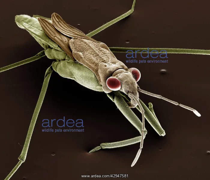 : Pond Skater : Pond Skater