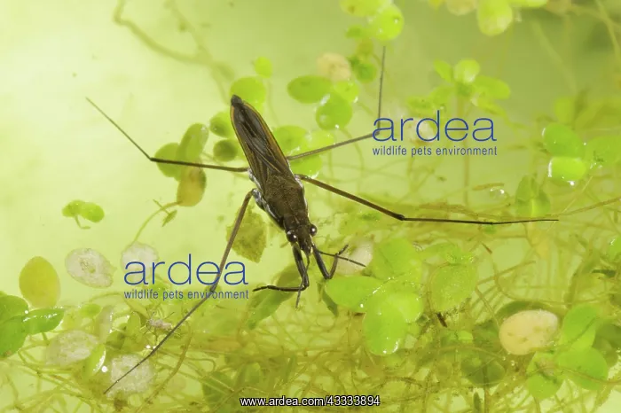 : Pond skater : Pond skater