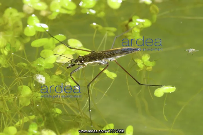 : Pond skater : Pond skater