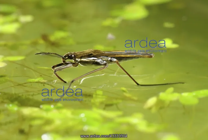 : Pond skater : Pond skater