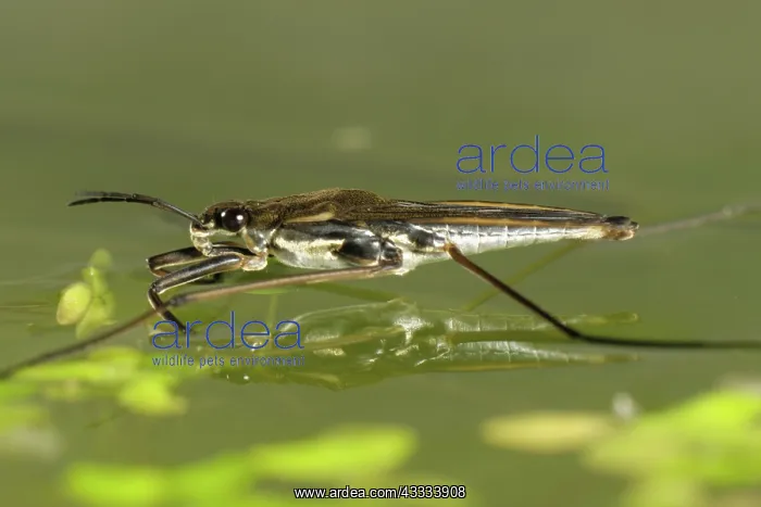 : Pond skater : Pond skater