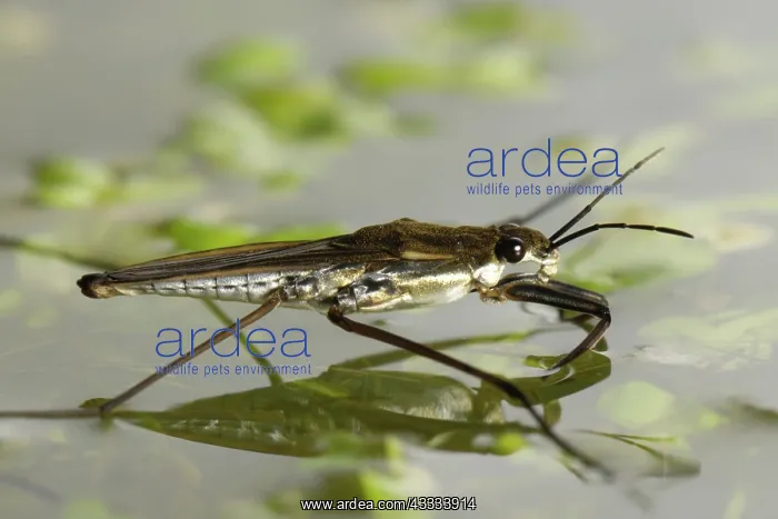 : Pond skater : Pond skater