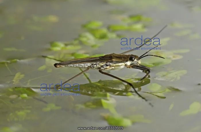 : Pond skater : Pond skater