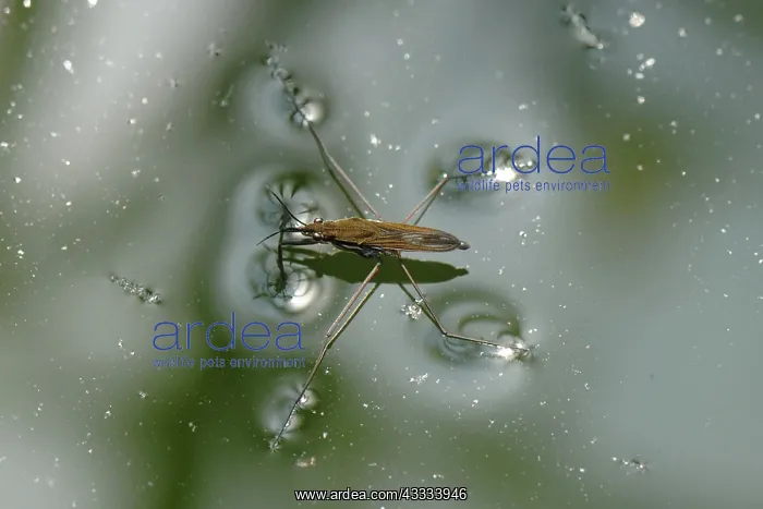 : Pond skater : Pond skater