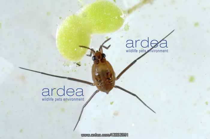 : Pond skater Nymph : Pond skater Nymph