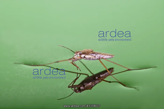 : Pond skater - resting on surface of water : Pond skater - resting on surface of water