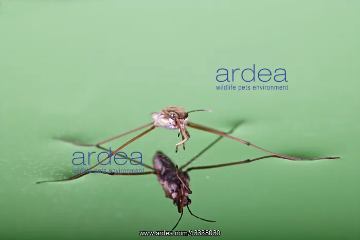: Pond skater - resting on surface of water : Pond skater - resting on surface of water