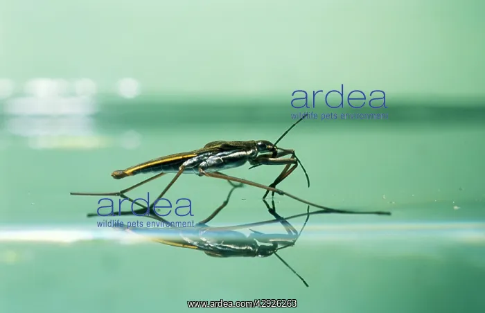 : Pond SKATER - on water surface : Pond SKATER - on water surface