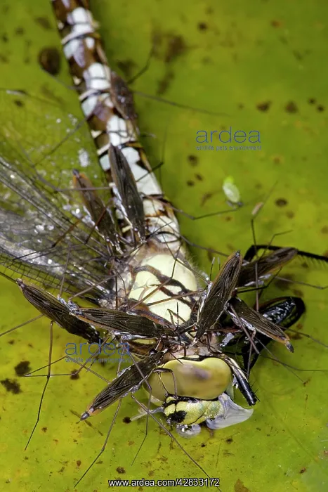: Pond Skaters - Feeding on Southern Hawker (Aeshna cyanea) : Pond Skaters - Feeding on Southern Hawker (Aeshna cyanea)