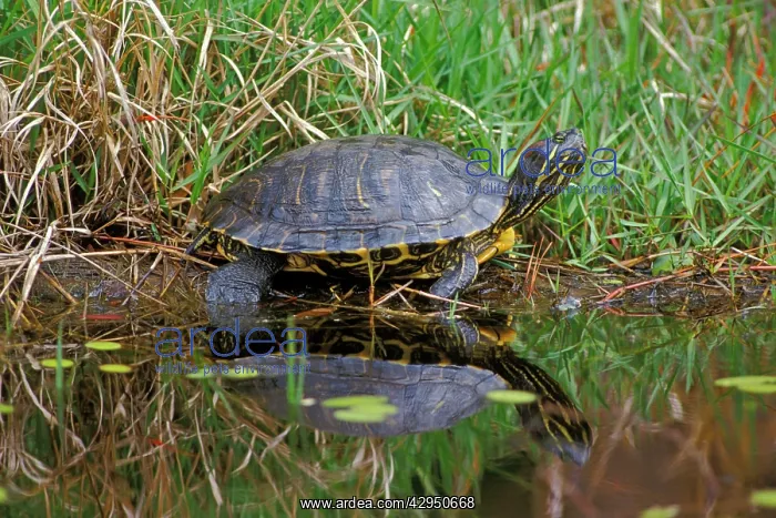 : Pond Slider Turtle resting on log in pond : Pond Slider Turtle resting on log in pond