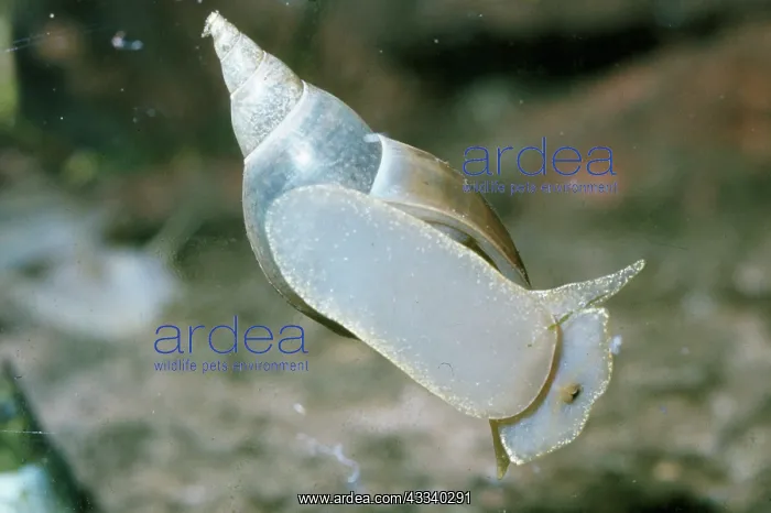 : POND SNAIL / Great Pond Snail - From beneath, on glass : POND SNAIL / Great Pond Snail - From beneath, on glass