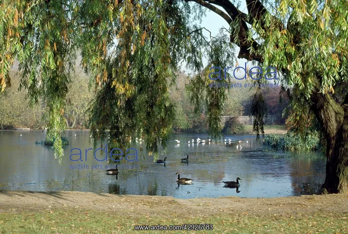  : Pond - Wandsworth Common, London, UK