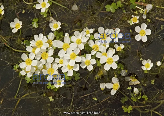 : Pond water CROWFOOT : Pond water CROWFOOT