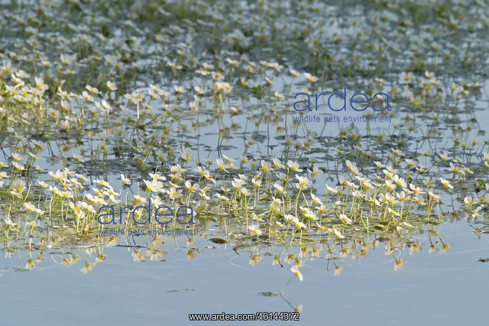 : Pond Water-crowfoot : Pond Water-crowfoot
