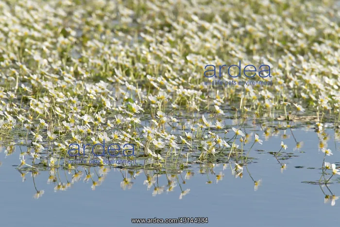 : Pond Water-crowfoot : Pond Water-crowfoot