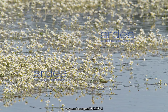 : Pond Water-crowfoot : Pond Water-crowfoot
