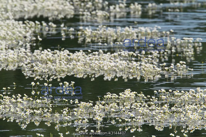 : Pond Water-crowfoot : Pond Water-crowfoot