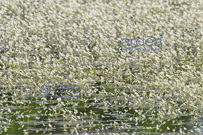 : Pond Water-crowfoot : Pond Water-crowfoot