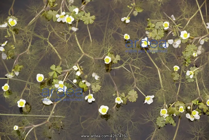 : Pond water crowfoot - in coastal pond : Pond water crowfoot - in coastal pond