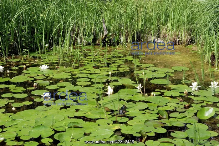 : Pond with waterlily and Common Mare's Tail (Hippuris : Pond with waterlily and Common Mare's Tail (Hippuris