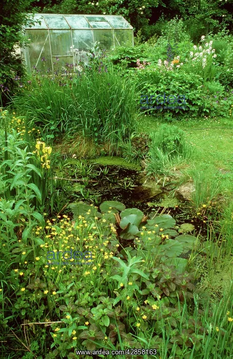 : Pond in Wildlife Garden : Pond in Wildlife Garden