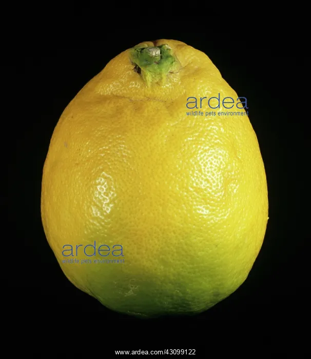 : Ponderosa Lemon : Ponderosa Lemon