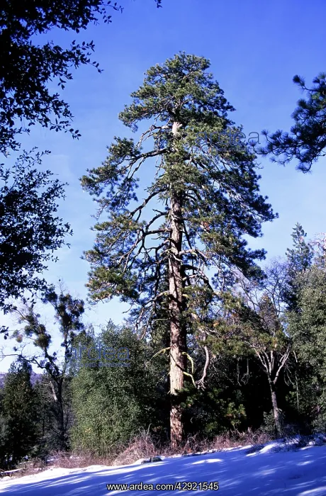  : PONDEROSA PINE