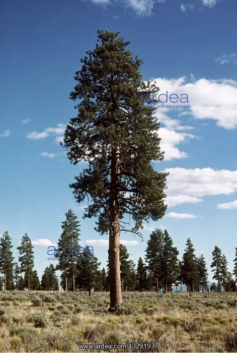 : PONDEROSA PINE : PONDEROSA PINE