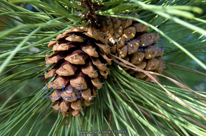 : Ponderosa Pine, Bull Pine, Blackjack Pine or Western : Ponderosa Pine, Bull Pine, Blackjack Pine or Western