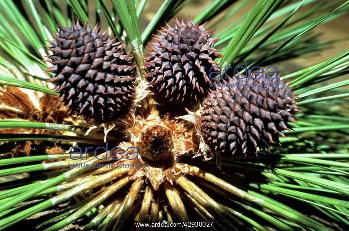 : Ponderosa Pine - cones : Ponderosa Pine - cones