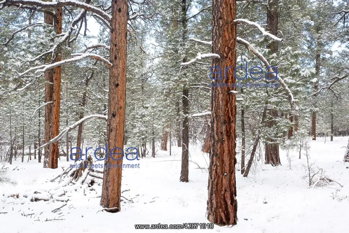 : Ponderosa pine forest - in snow : Ponderosa pine forest - in snow