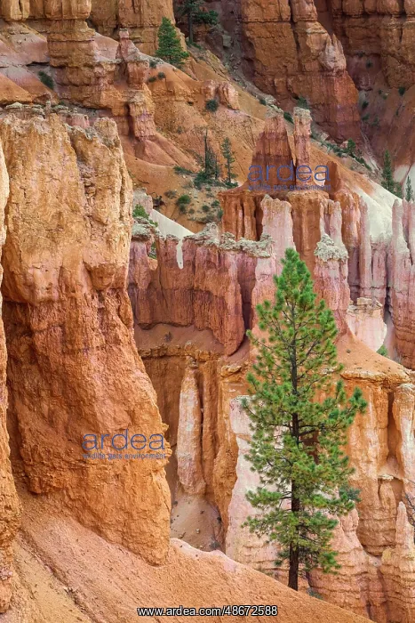  : Ponderosa pine and hoodoos Bryce Canyon National Park, Utah