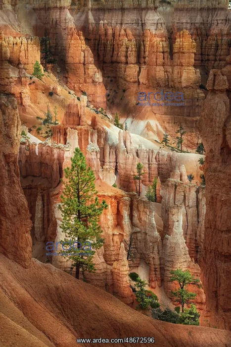 : Ponderosa pine and hoodoos Bryce Canyon National Park, Utah : Ponderosa pine and hoodoos Bryce Canyon National Park, Utah