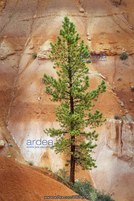  : Ponderosa pine and hoodoos Bryce Canyon National Park, Utah