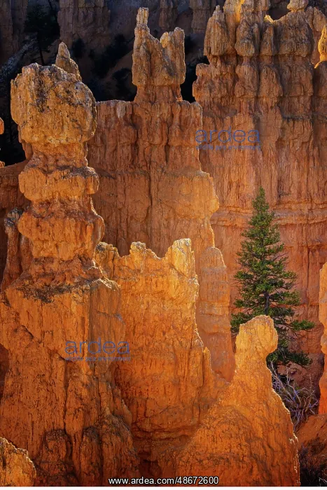 : Ponderosa pine and hoodoos Bryce Canyon National Park, Utah : Ponderosa pine and hoodoos Bryce Canyon National Park, Utah