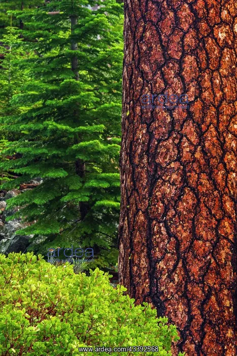 : Ponderosa pine, Lassen Volcanic National Park, California : Ponderosa pine, Lassen Volcanic National Park, California