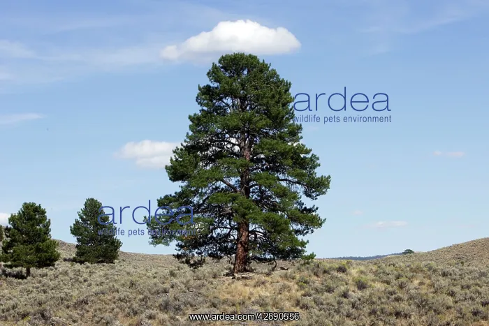  : Ponderosa pine tree