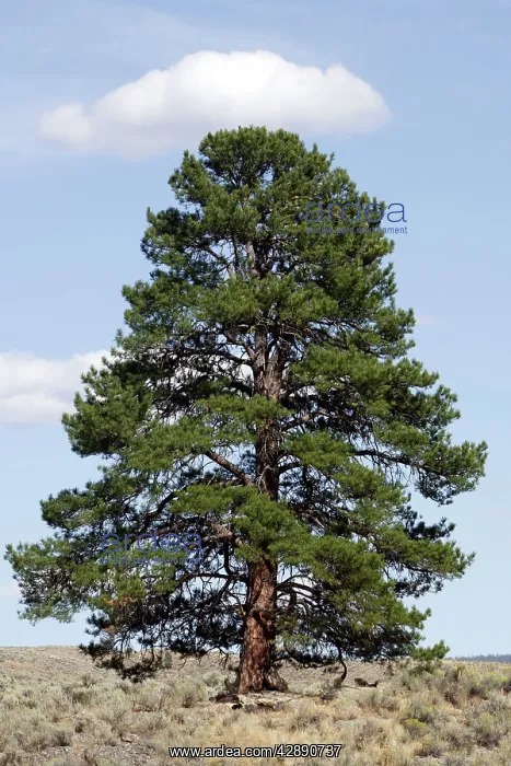 : Ponderosa pine tree : Ponderosa pine tree