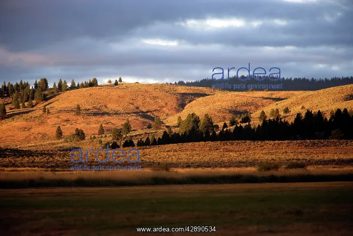  : Ponderosa Ranch - Seneca - Oregon - USA