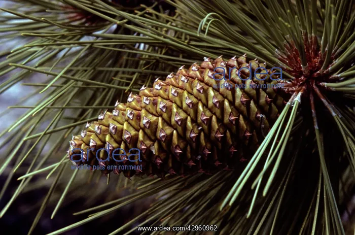 : Ponderosa / Yellow Pine Cone : Ponderosa / Yellow Pine Cone