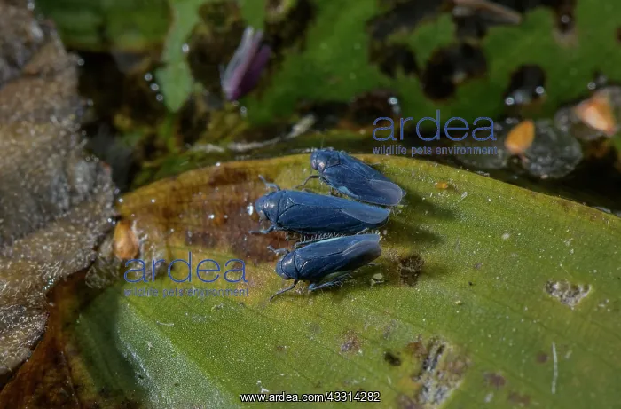 : Pondweed Leafhopper, Macrosteles cyane, on the l : Pondweed Leafhopper, Macrosteles cyane, on the l