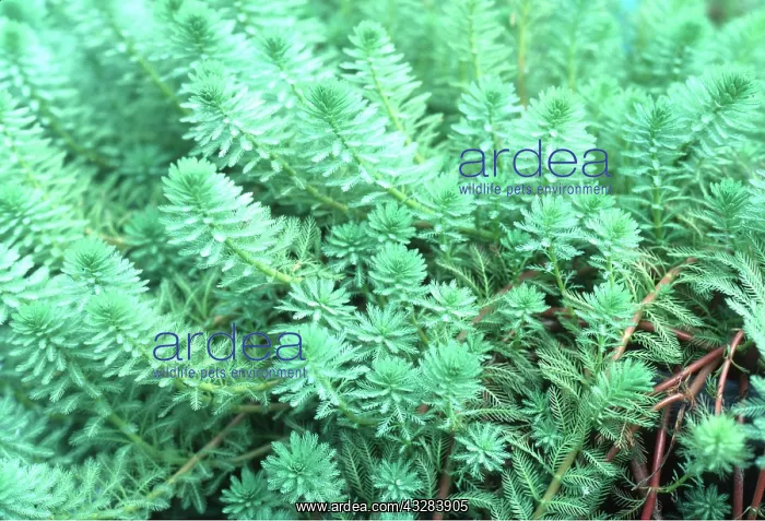 : PONDWEED - Water feather semi-emergent aquatic : PONDWEED - Water feather semi-emergent aquatic