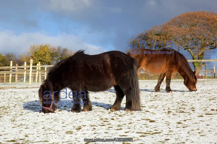  : Ponies - feeding in the winter snow