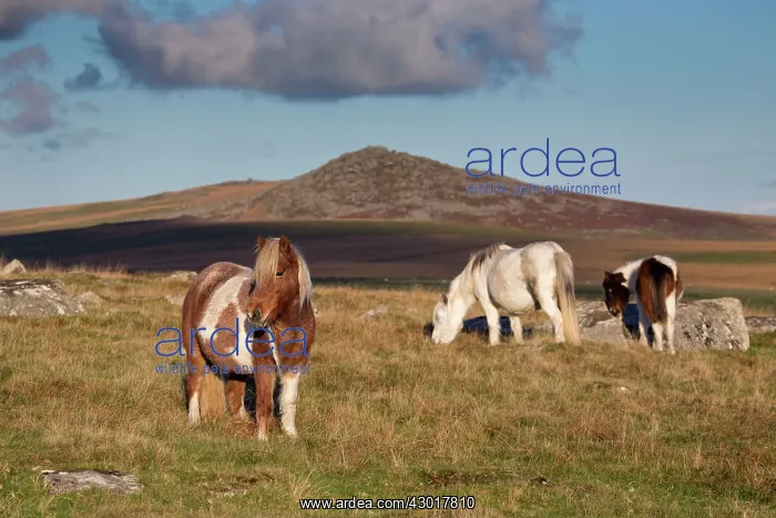 : Ponies grazing : Ponies grazing