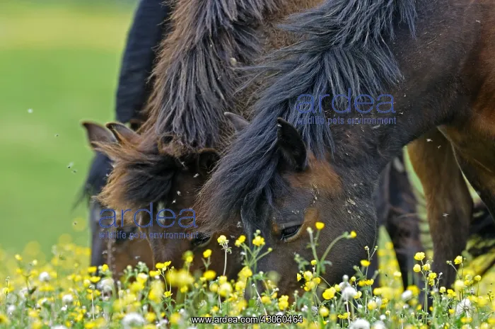 : Ponies grazing in a meadow flowers Franche-Comte France : Ponies grazing in a meadow flowers Franche-Comte France